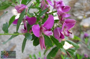 polygala myrtifolia